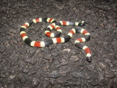 Micruroides euryxanthus euryxanthus