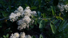 Ceanothus cordulatus