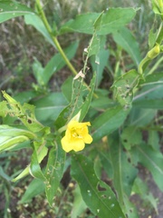 Oenothera biennis