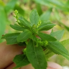 Asphondylia rosulata