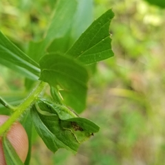 Asphondylia rosulata