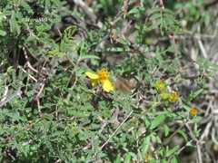 Piruna cyclosticta