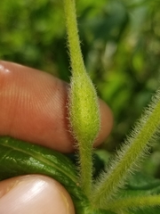 Neolasioptera perfoliata