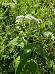 Neolasioptera perfoliata