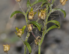 Chaenorhinum minus