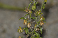 Chaenorhinum minus