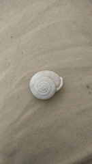 Triodopsis tridentata