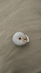 Triodopsis tridentata