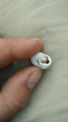 Triodopsis tridentata