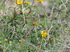 Piruna cyclosticta