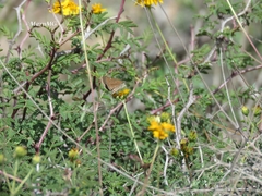 Piruna cyclosticta