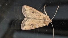 Euxoa ochrogaster