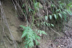 Ailanthus altissima tanakai