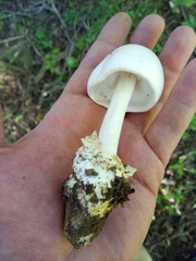 Amanita magnivelaris
