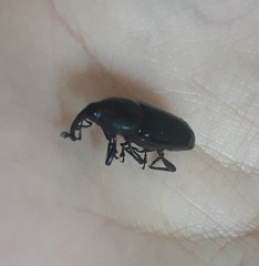 Scyphophorus