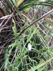 Campanula aparinoides