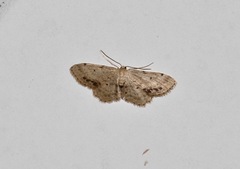 Idaea dimidiata