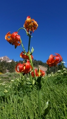 Lilium pardalinum shastense