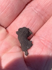 Dermatocarpon dolomiticum