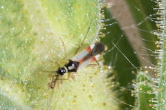 Tupiocoris californicus