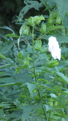 Hibiscus laevis
