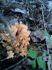 Ramaria subbotrytis