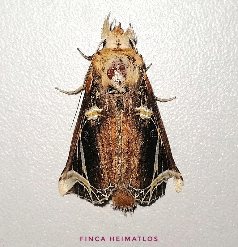 Calledema argenta