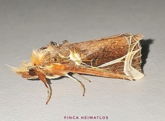 Calledema argenta
