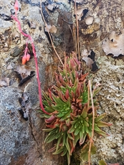 Dudleya pauciflora