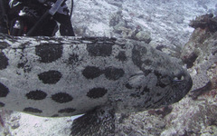 Epinephelus tukula