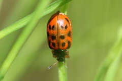 Chrysomela mainensis