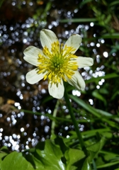 Caltha biflora