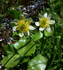 Caltha biflora