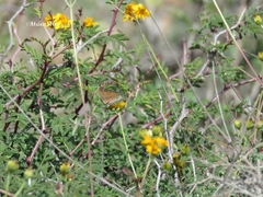 Piruna cyclosticta