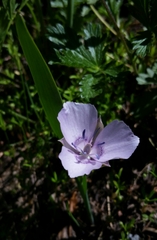 Calochortus nudus