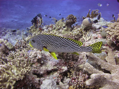 Plectorhinchus lineatus