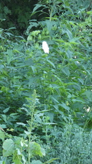 Hibiscus laevis