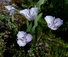 Calochortus nudus