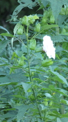 Hibiscus laevis