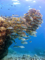 Plectorhinchus lineatus