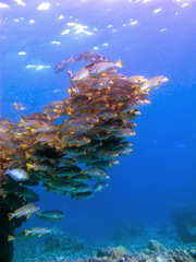 Plectorhinchus lineatus