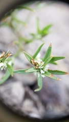 Polygonum polygaloides