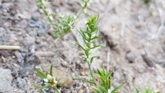 Polygonum polygaloides