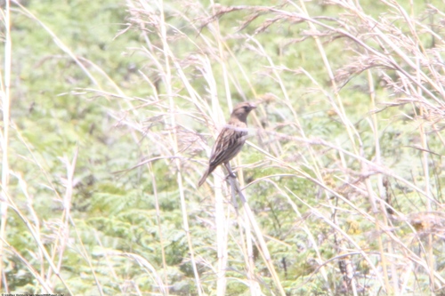 iNaturalist image