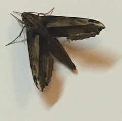 Xylophanes guianensis image