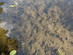 Hydrilla verticillata