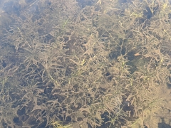 Hydrilla verticillata