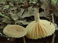 Lactarius subplinthogalus