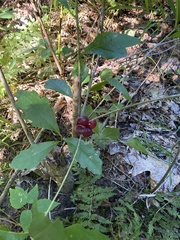 Disholcaspis globosa