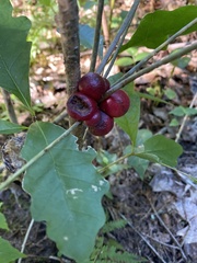 Disholcaspis globosa